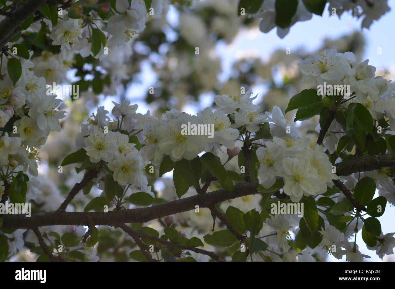 Einen schönen Baum gefunden beim Gehen in Ottawa, hatte gerade ein Bild von den Blüten zu nehmen Stockfoto