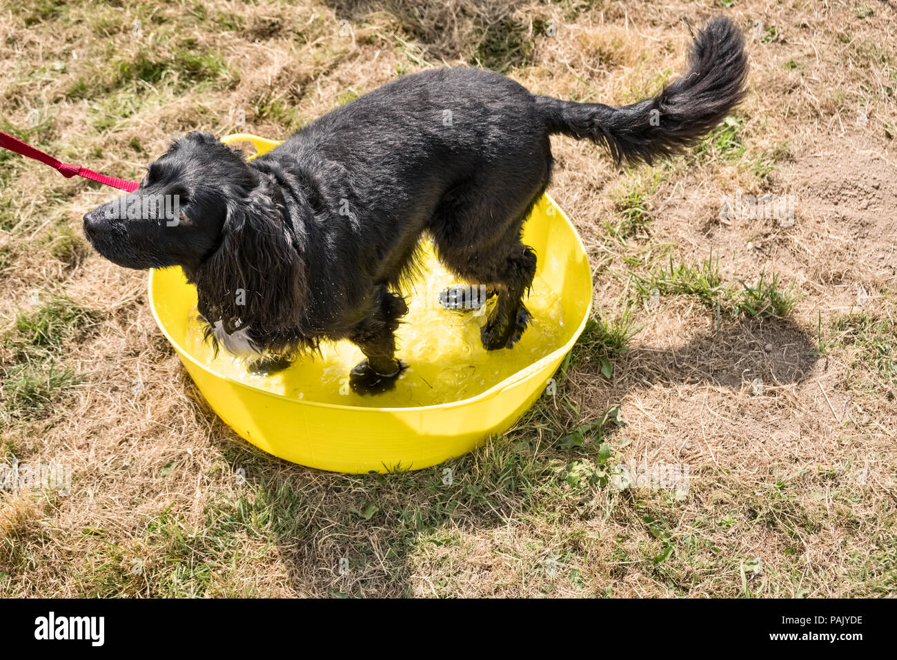 Wales, Großbritannien. Einen schwarzen spaniel Abkühlung durch ständigen in eine Schüssel mit Wasser während der Hitzewelle im Sommer 2018 Stockfoto