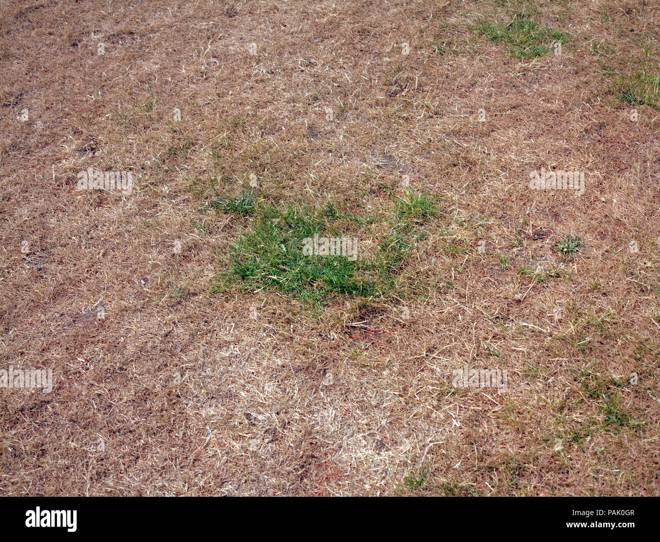 Sommer 2018 einer der trockensten überhaupt mit einem Patch von grünem Gras auf dem ausgetrockneten Rasen Stockfoto