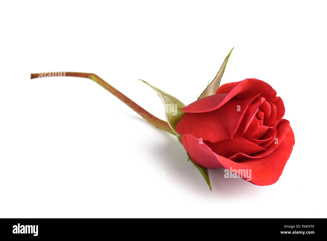 Rote Rose isoliert auf weißem Hintergrund Stockfoto