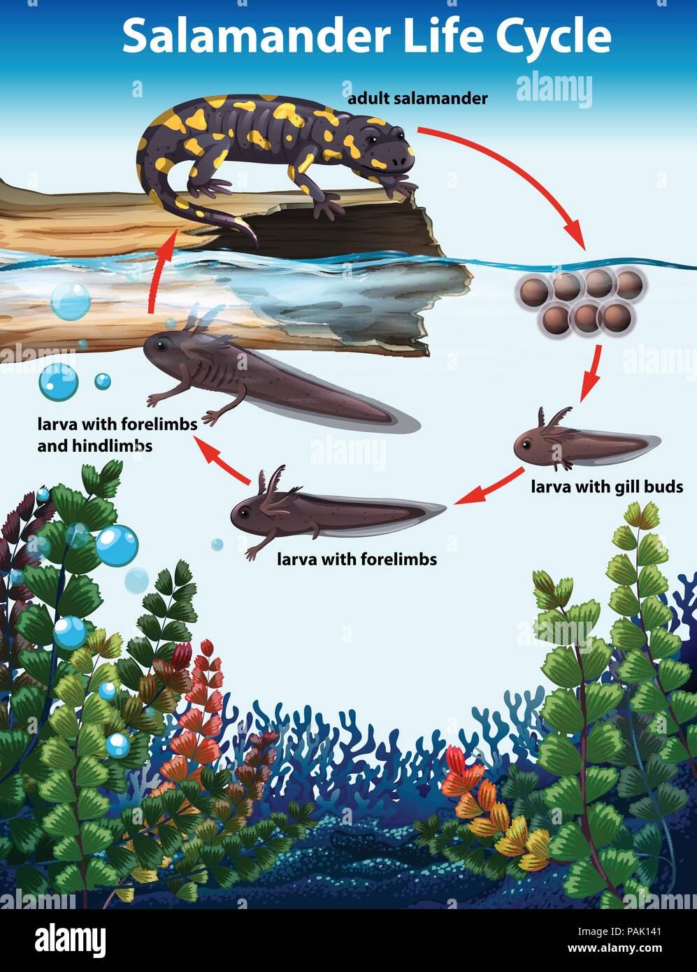 Salamander life cycle Konzept Abbildung Stock Vektor