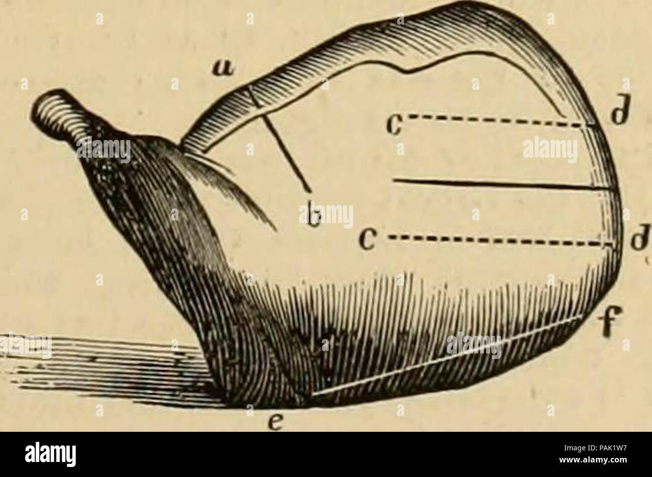 "Eine inländische cyclopaedia von praktischen Informationen.." (1878) Stockfoto