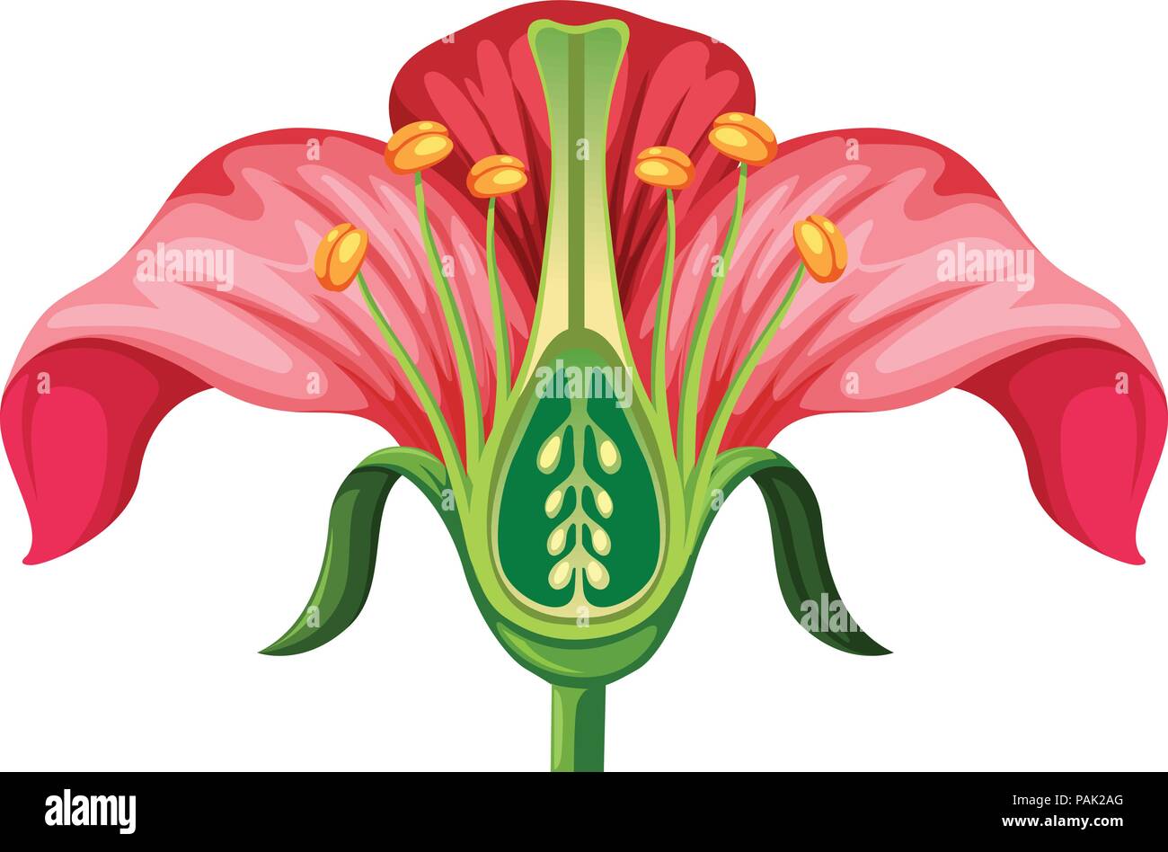 Blume Anatomie auf weißem Hintergrund Abbildung Stock Vektor