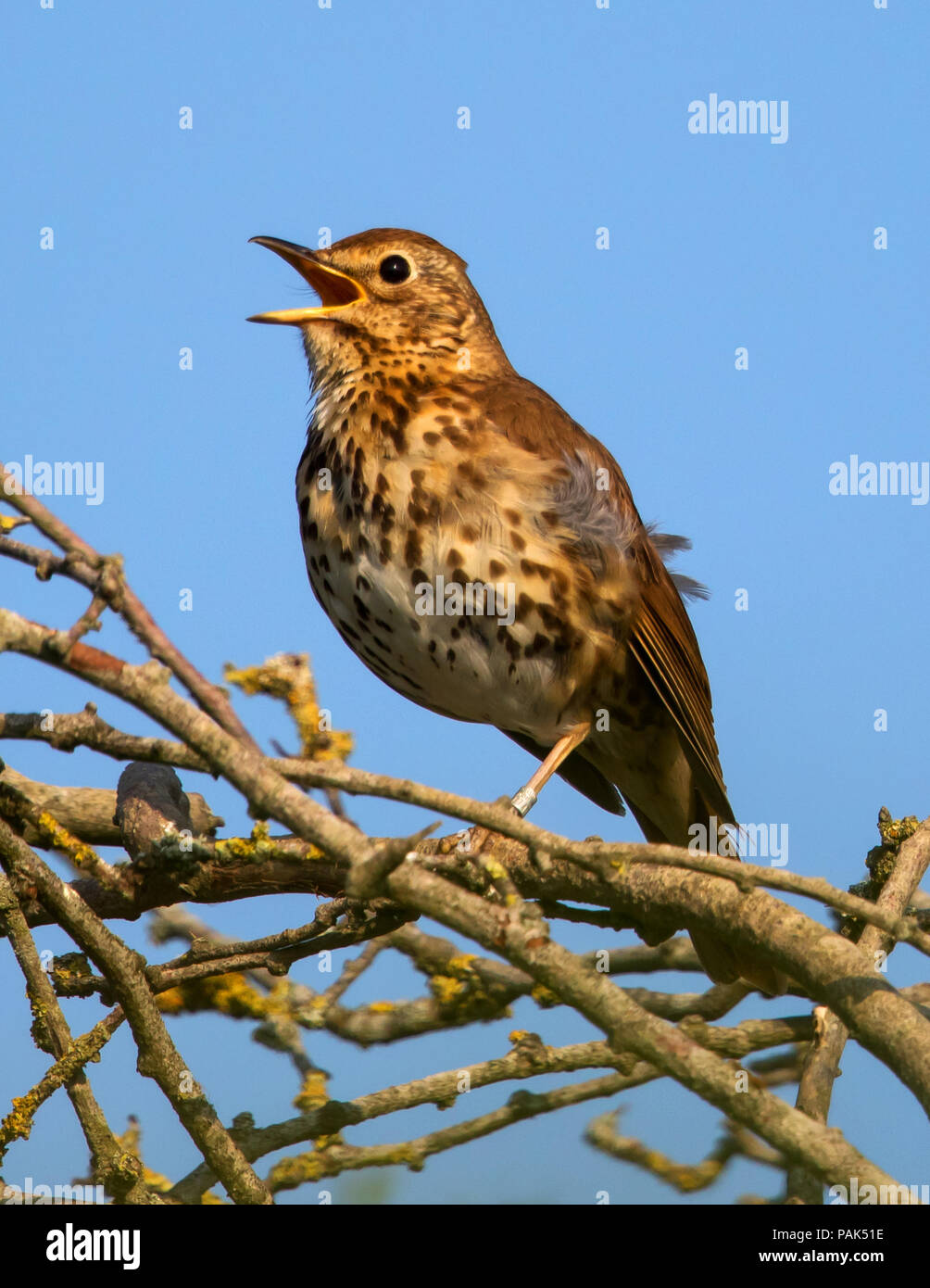 Singdrossel in voller Song Stockfoto