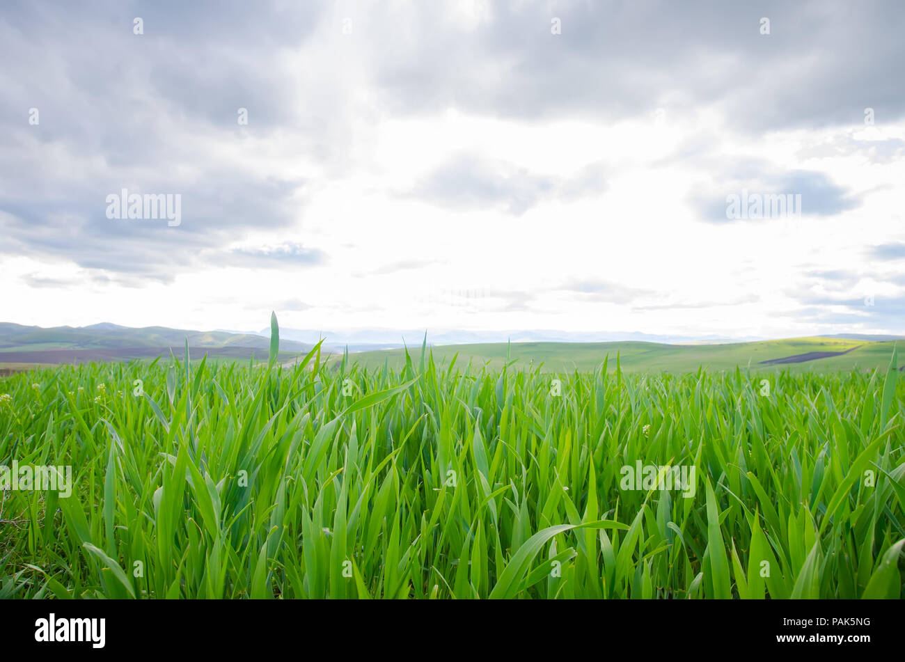 Grüne frische neue Maisfeld im Frühjahr mit einem hellen Wolkenhimmel und lebendigen Farben, biologische Landwirtschaft Stockfoto