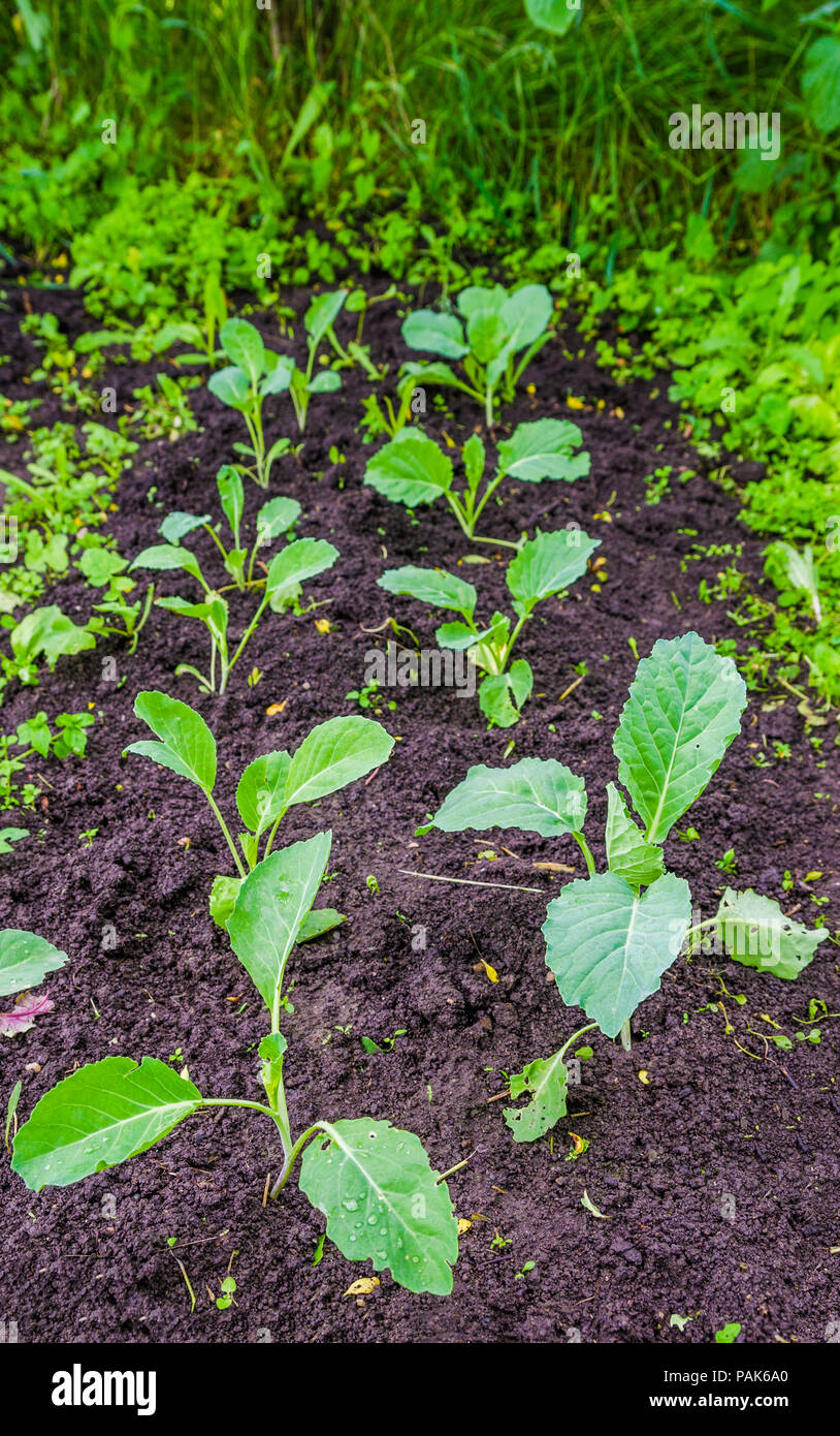 Junge frische grüne Cabbage Patch in einer traditionellen ländlichen Garten mit einem nassen Ökologische schauen Was gesunde Ernährung Stockfoto