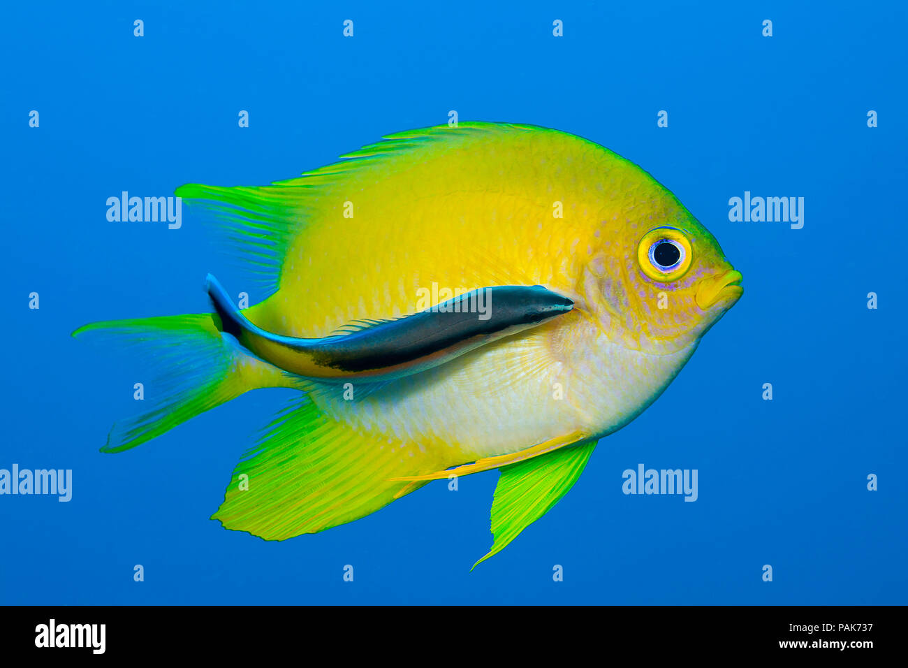 Der Cleaner wrasse, Labroides dimidiatus, ist sich für Parasiten auf dieser Coral Grouper, Cephalopholis Miniata. Ein putzergarnelen, Lysmat Stockfoto