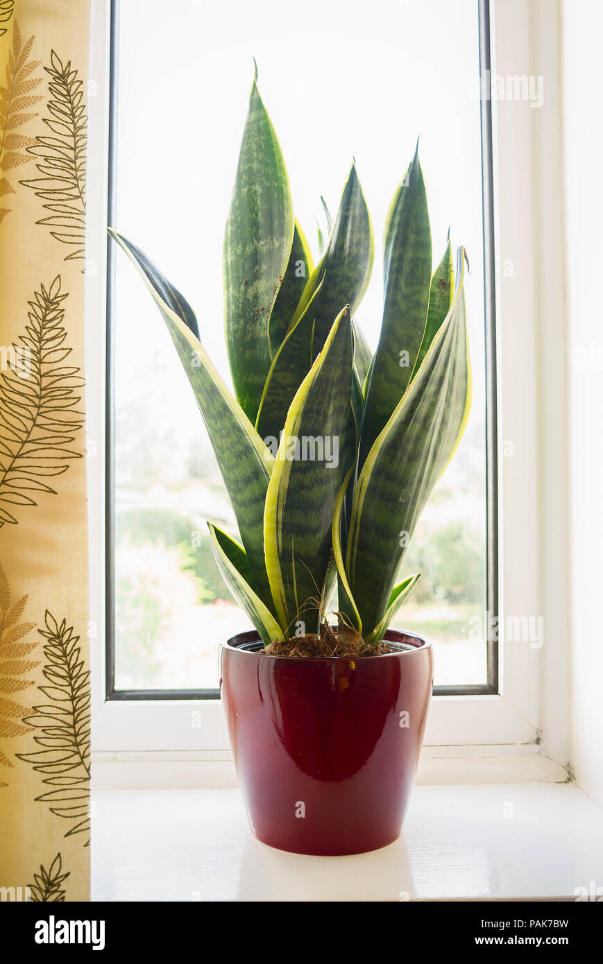 Sansevieria trifasciata Futura Superba; eine dekorative Zimmerpflanze in einem roten Topf in Großbritannien Stockfoto