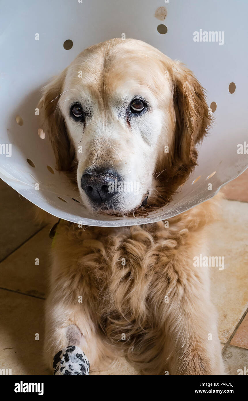 Ein Eulen Ausdruck widerspiegeln Recovery ist ein Golden Retriever Hund aus einem jüngsten chirurgischen Operation Stockfoto