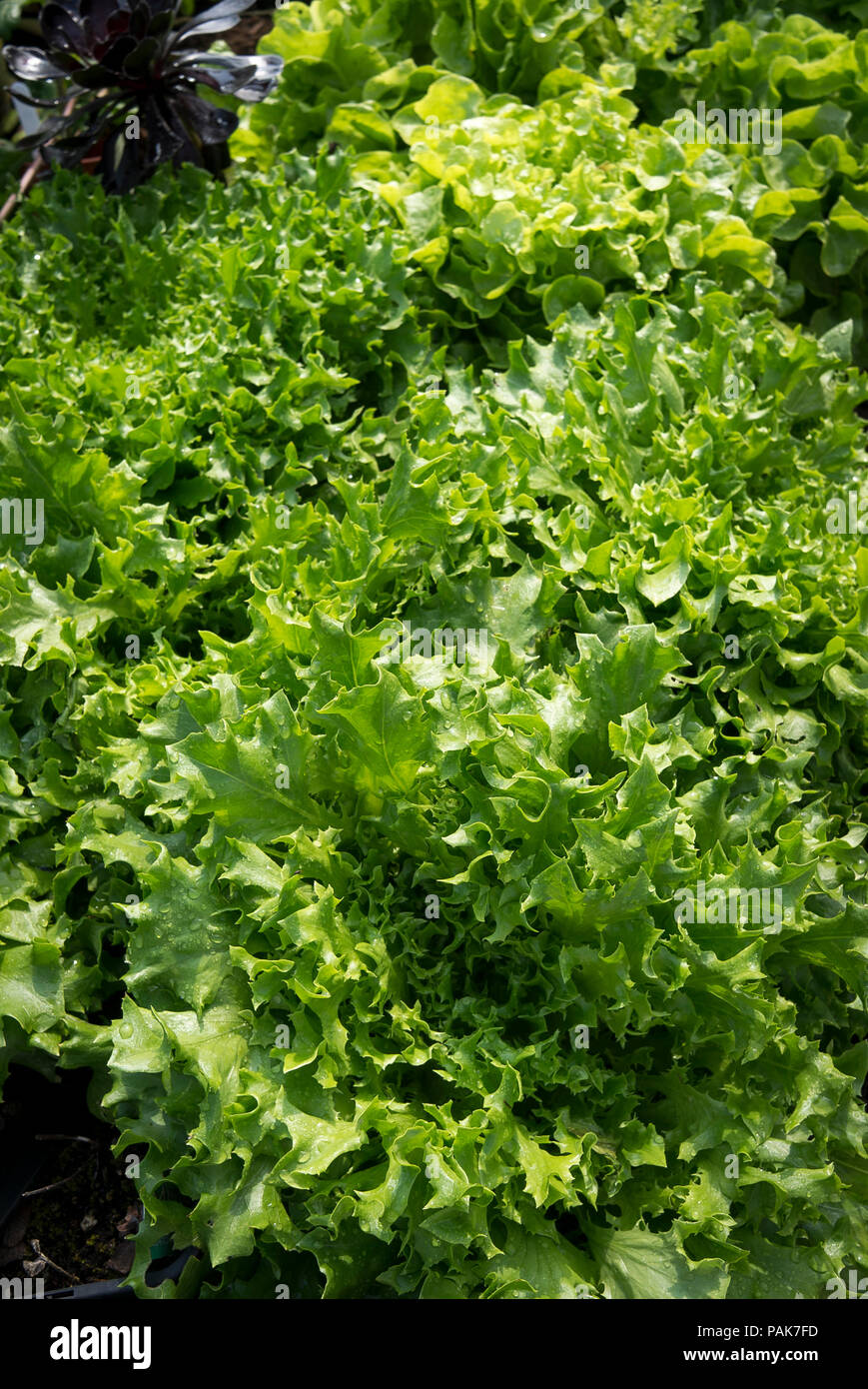 Kopfsalat Grün Batavische in einem Heim pflanzmaschine von jungen Pflanzen in einem Garten Center in UK gekauft gewachsen Stockfoto