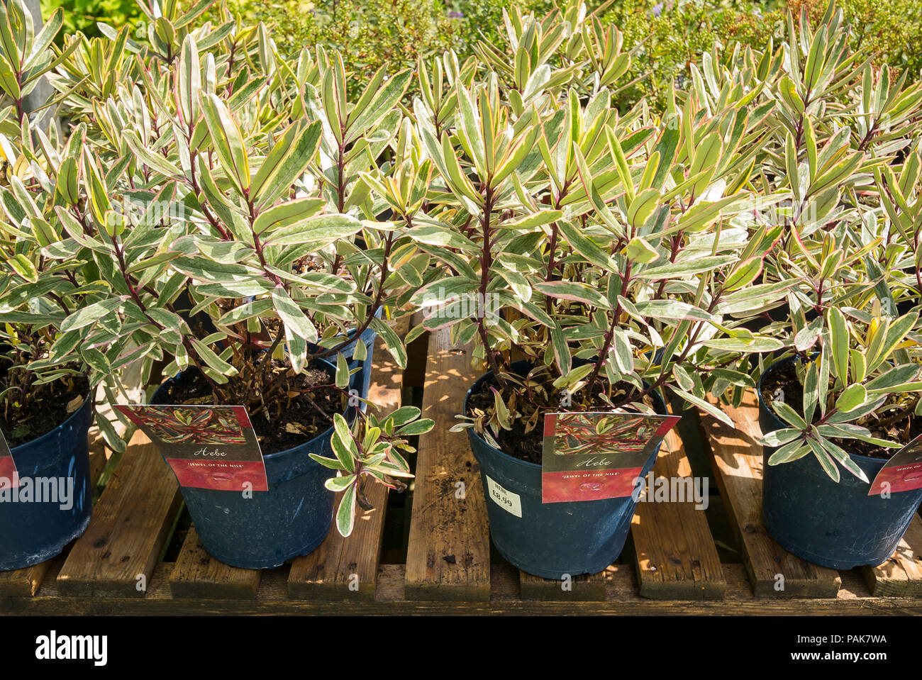 Hebe das Juwel der Nil für den Verkauf in einem Englischen Garten Center im Juli Stockfoto