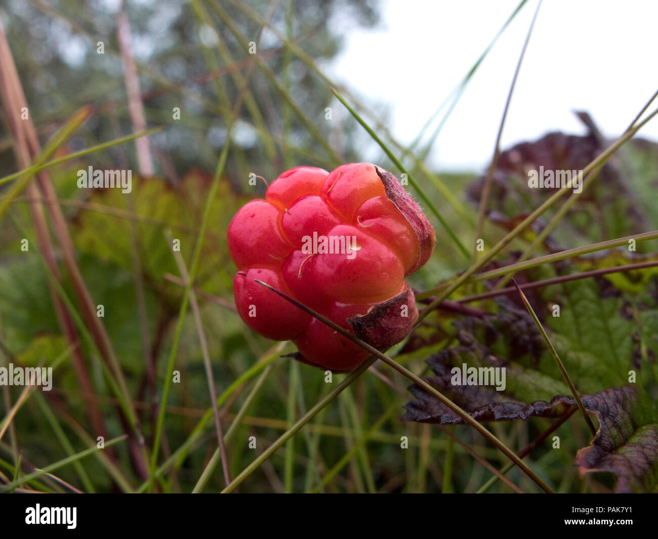 Reife moltebeere Stockfotos und bilder Kaufen Alamy