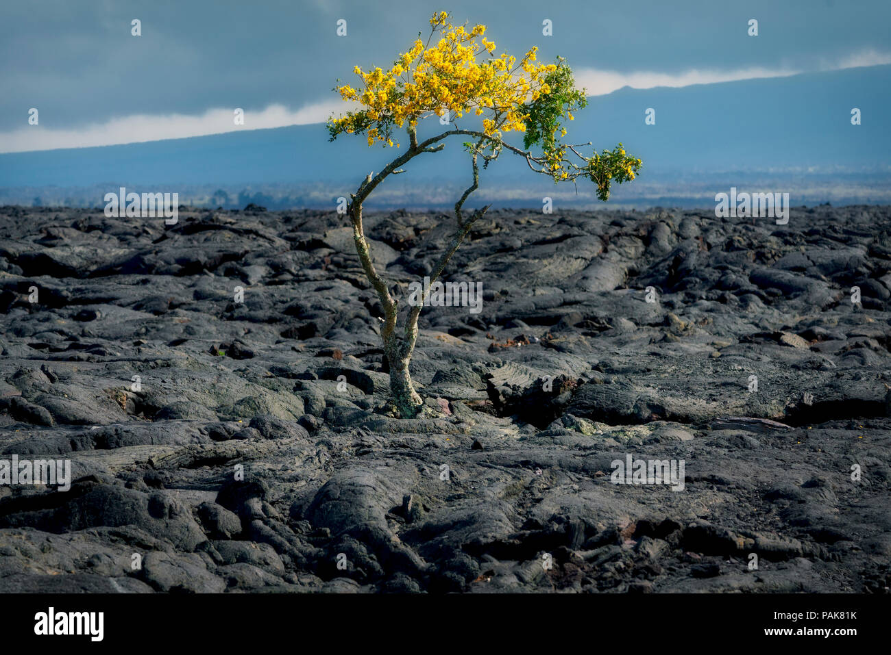 Einsame blühende Baum im Lavafeld. Hawaii Stockfoto