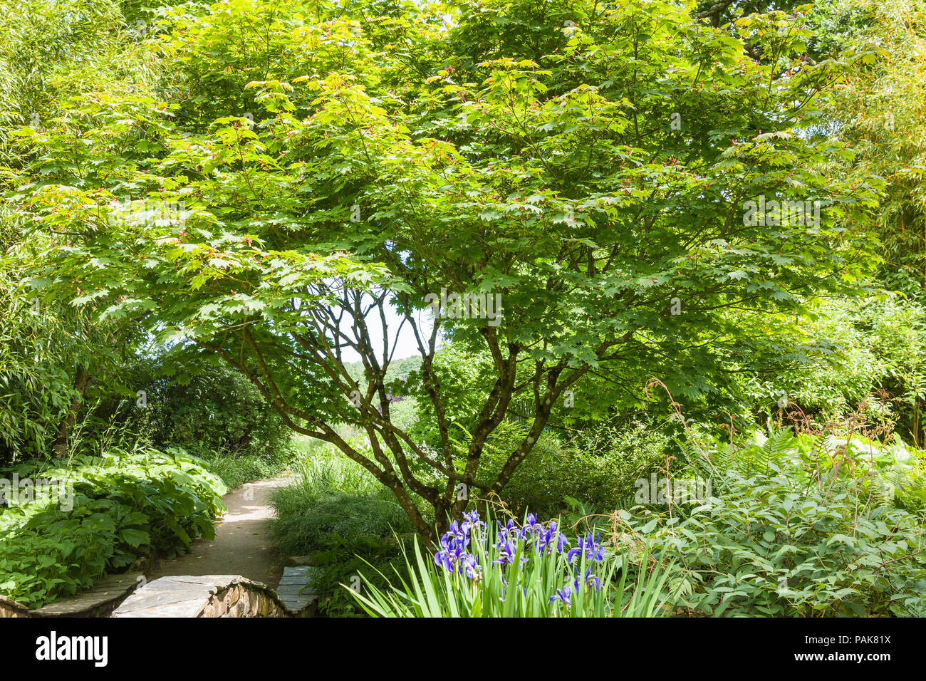 Acer japonicum Vitifolium zeigt seine Multi-verzweigten Formen und üppigen grünen Laub im Juni in Großbritannien Stockfoto