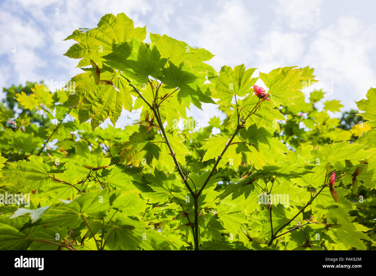 Acer japonicum Vitifolium zeigen charakteristische Laub im Sommer und Saatgut Flügel zu dispers auf dem Waldboden in Grossbritannien Stockfoto