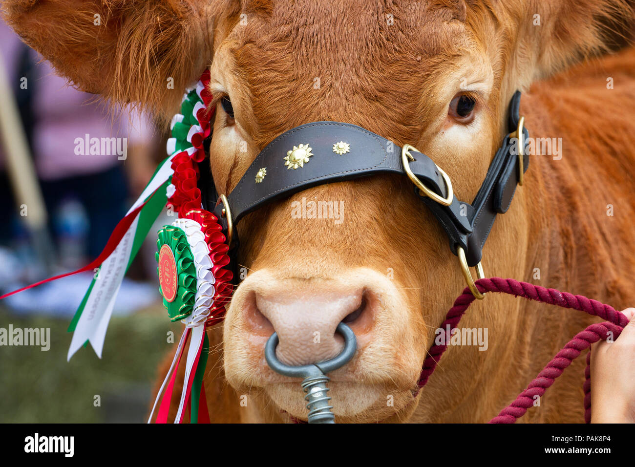 Ein champion Limousin Färse, Grahams Melodie, an der Royal Welsh Show. Stockfoto