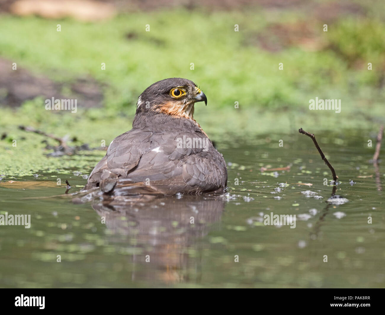 Ein männlicher Eurasian Sparrowhawk Accipiter nisus badet in einem Waldgebiet Pool in der Nähe von Holt North Norfolk Credit: David Tipling Photo Library/Alamy leben Nachrichten Stockfoto