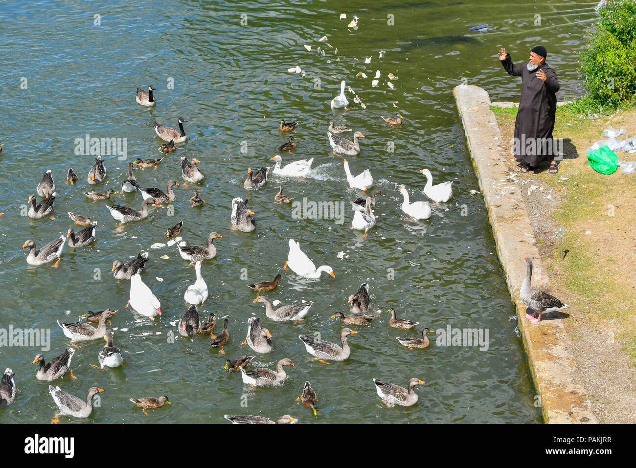 Oxford, Oxfordshire, UK. 24. Juli 2018. UK Wetter. Ein Mann, der Fütterung der Gänse und Enten auf der Themse in Oxford an einem heißen sonnigen Tag. Foto: Graham Jagd-/Alamy leben Nachrichten Stockfoto