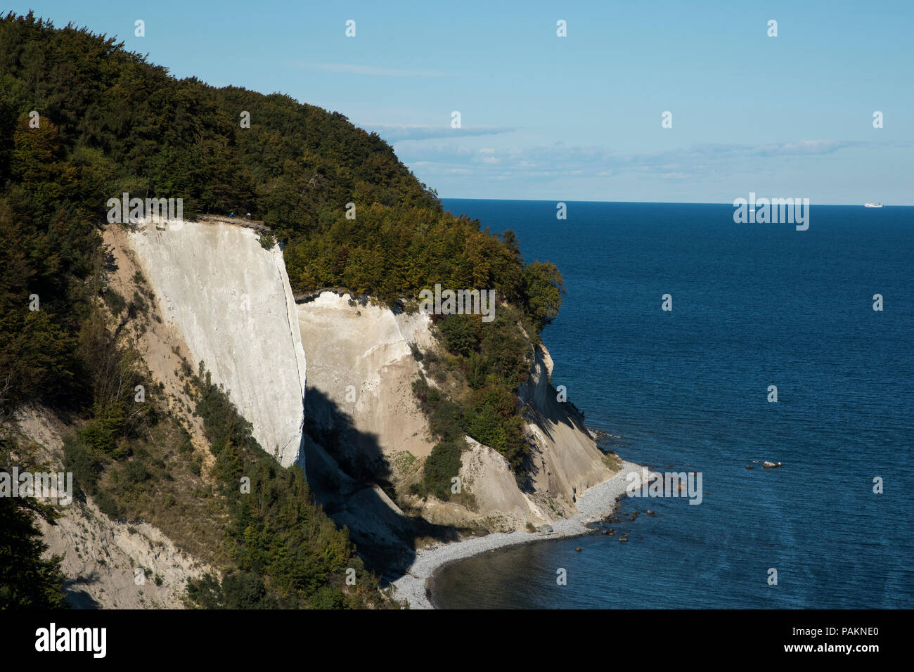 Buche Wald wächst nur am Rande der bekannten Kreideküste der Halbinsel Jasmund auf der Insel Rügen im Nationalpark Jasmund in Deutschland. Stockfoto