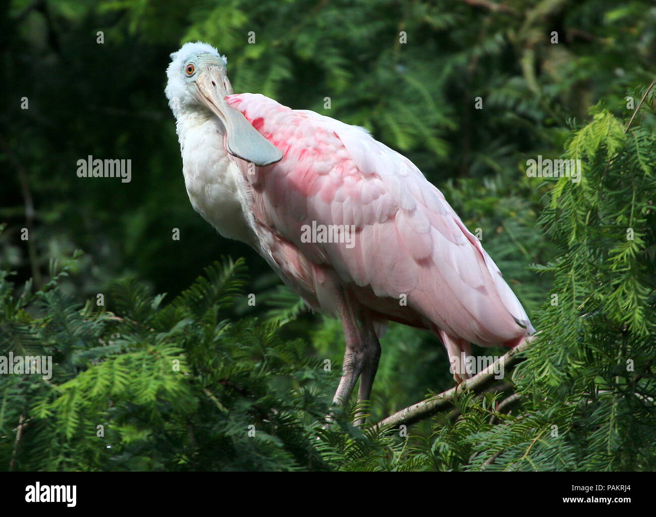 Rosalöffler (Platalea ajaja) in einen Baum. Stockfoto
