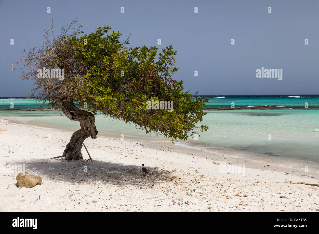 Divi Divi Baum, Baby Beach, Aruba, Karibik Stockfoto