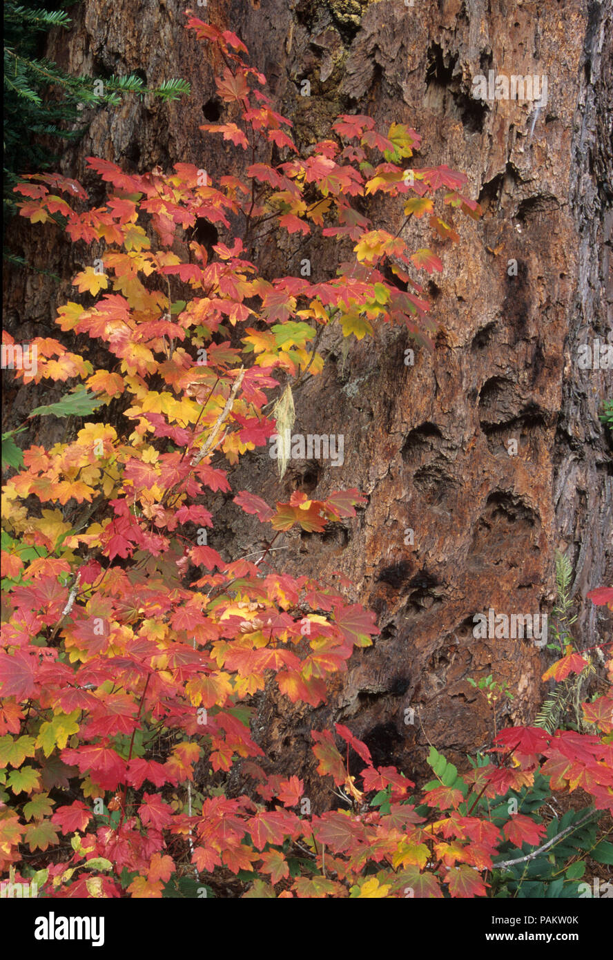 Weinstock Ahornblätter in der Nähe von Douglas fir Trunk auf McKenzie River Trail in Clear Lake, Willamette National Forest, Oregon Stockfoto