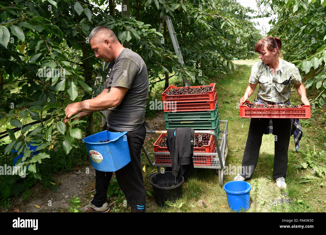 Wanderarbeiter aus Osteuropa, hauptsächlich Rumänisch, in einem Cherry Orchard, Blackmoor Farm, Blackmoor, Hampshire, UK. 21. Juli 2018. Stockfoto