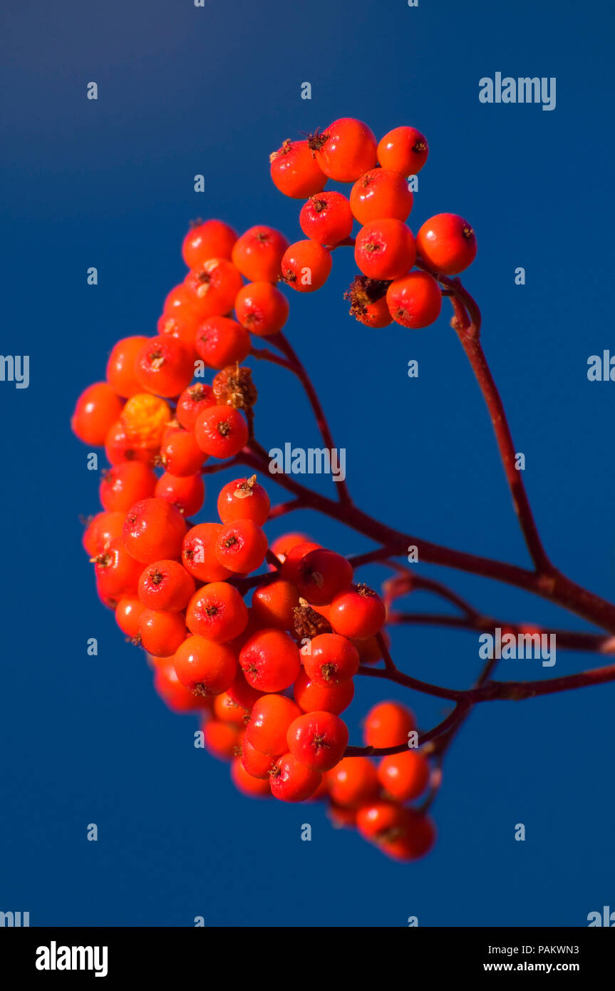 Pacific Roter Holunder (Sambucus callicarpa) Beeren, Crater Lake National Park, Illinois Stockfoto