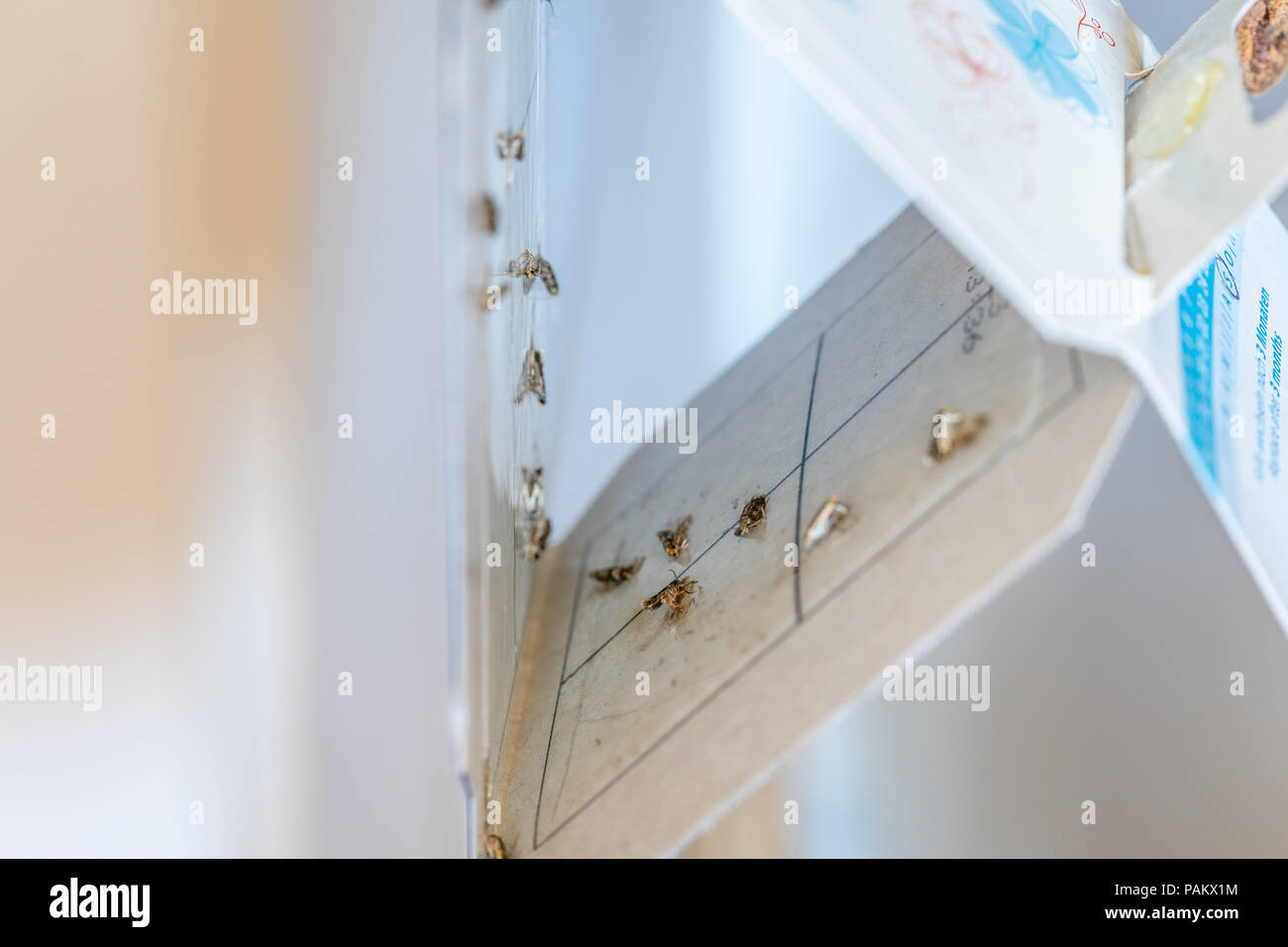 Gemeinsame Kleidung moth Trap mit mehreren Toten Motten im Kleiderschrank Stockfoto