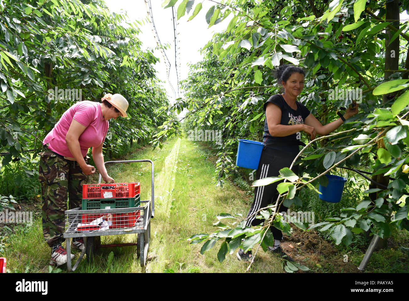 Wanderarbeiter aus Osteuropa, hauptsächlich Rumänisch, in einem Cherry Orchard, Blackmoor Farm, Blackmoor, Hampshire, UK. 21. Juli 2018. Stockfoto