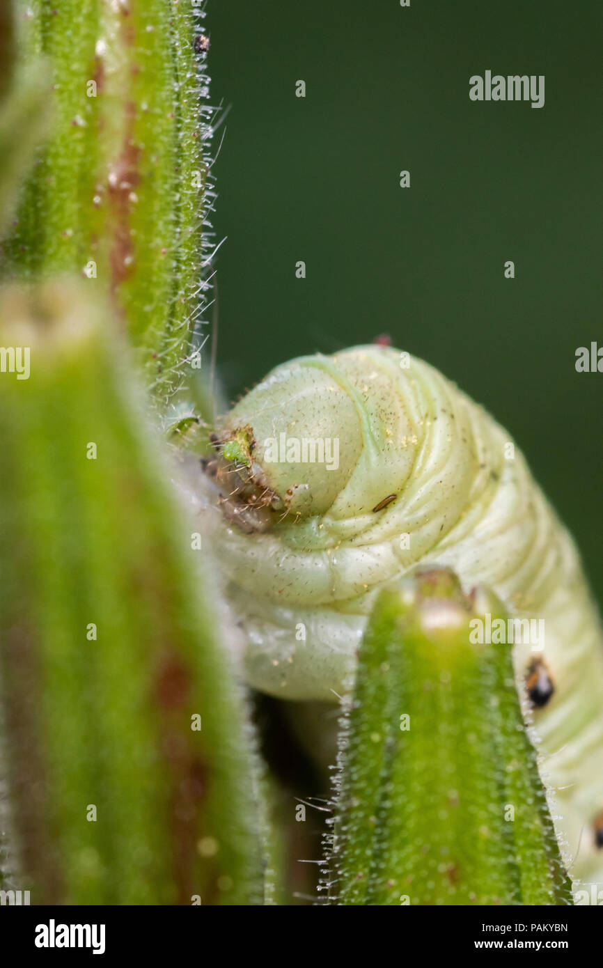 Grüne Raupe Essen auf einer Pflanze namens Oenothera biennis Stockfoto