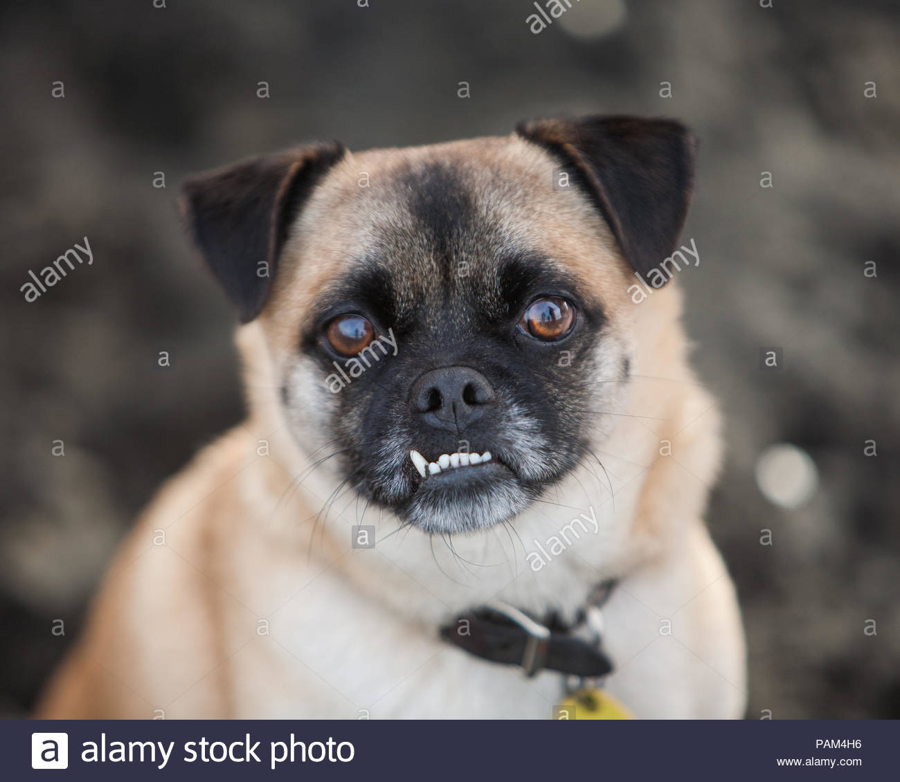 Mops Mit Zähnen Stockfotos & Mops Mit Zähnen Bilder Alamy