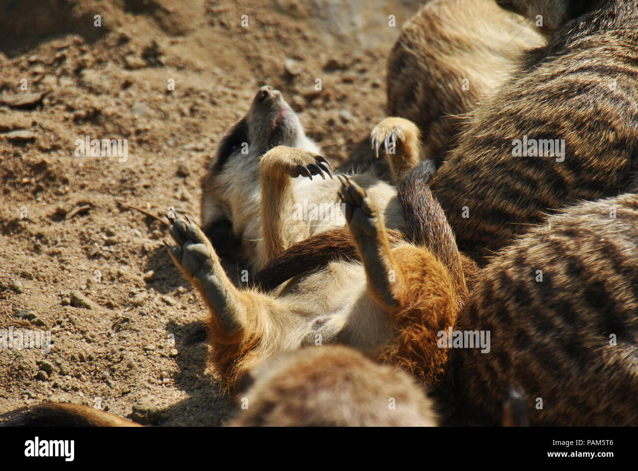 Süße Erdmännchen Sonnenbaden auf dem Rücken und den Sommer genießen Stockfoto