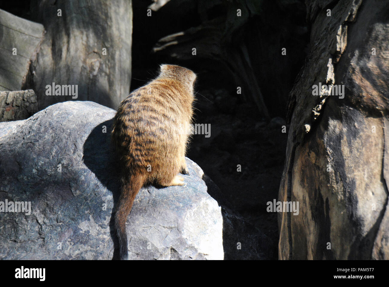 Süße Erdmännchen, sitzend auf einem Felsen über sein Territorium auf der Suche Stockfoto