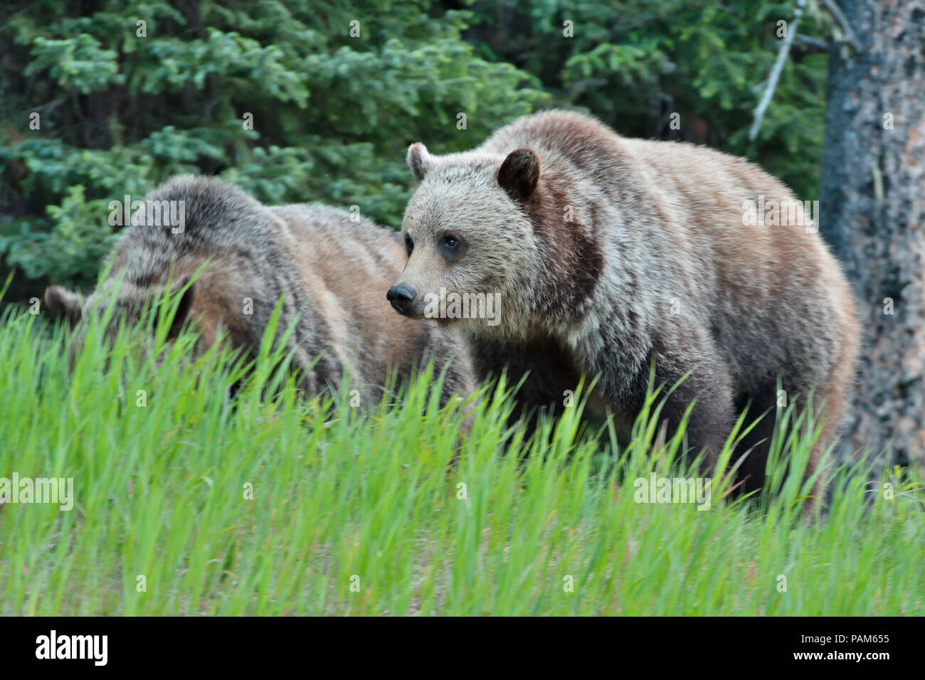 Zwei Alberta grizzly Bären füttern im hohen Gras in ländlichen Alberta Kanada Stockfoto