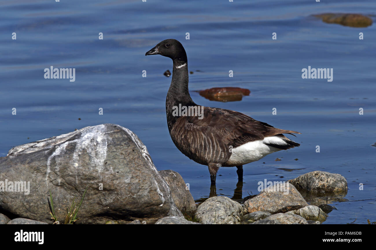 Brent Gans / Brent / Branta bernicla steht auf Strandsteinen Stockfoto