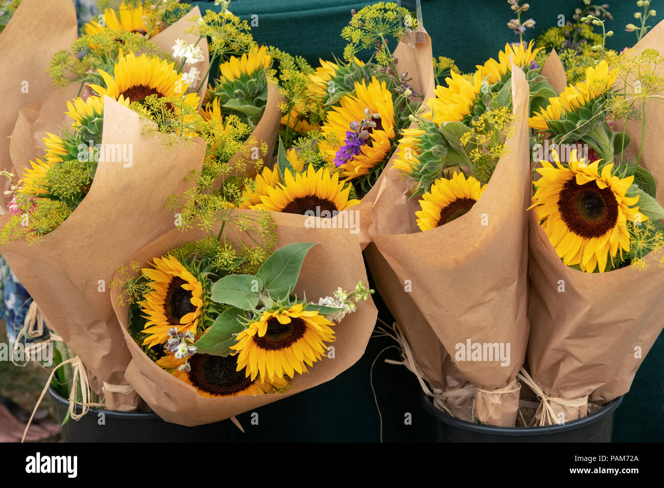 Helianthus annus" Vincent orange". Sonnenblumen in Blumensträuße für Verkauf an eine Blume zeigen. Großbritannien Stockfoto