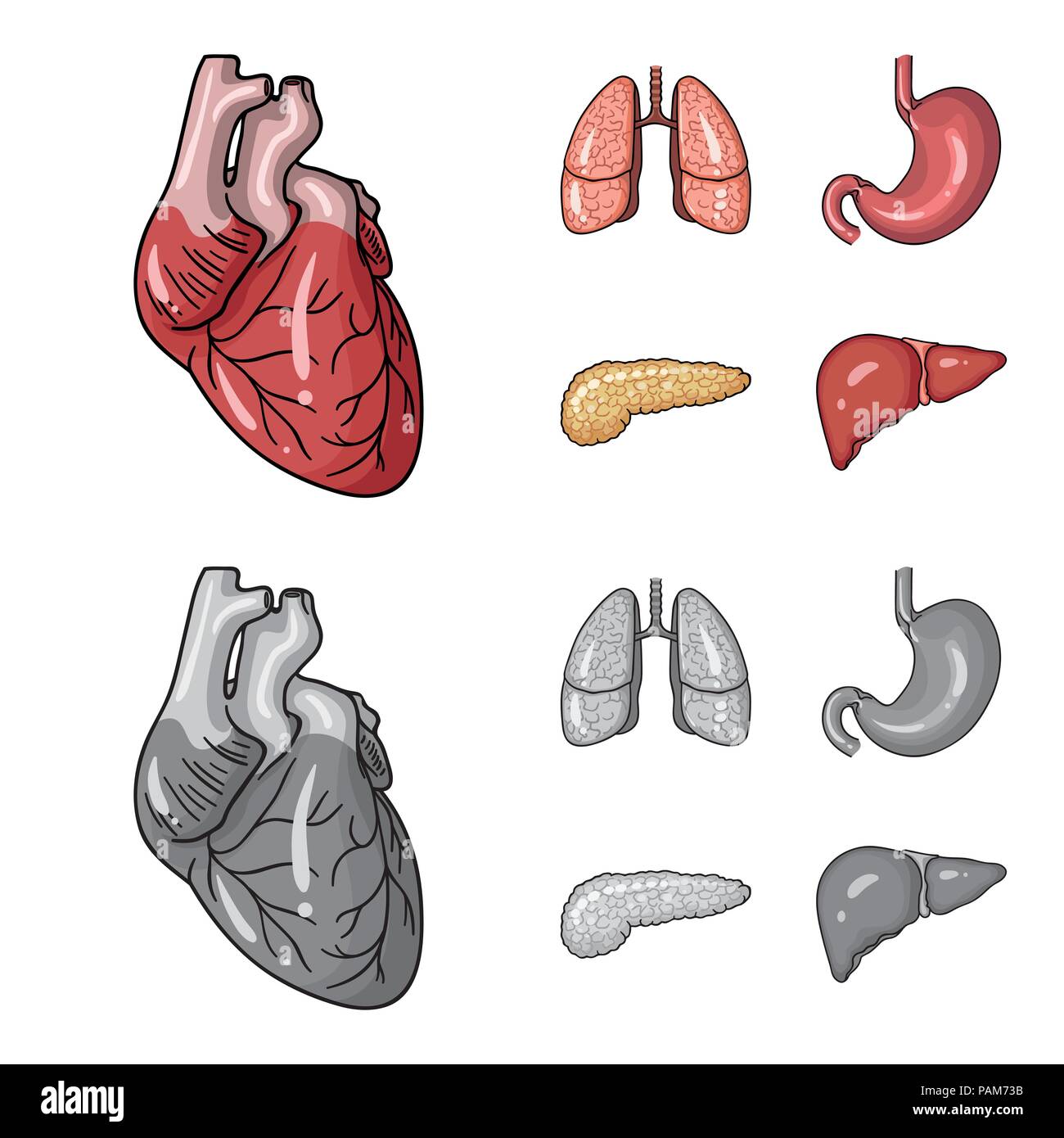 Herz, Lunge, Magen, Bauchspeicheldrüse. Menschliche Organe set Sammlung Icons im Cartoon, Schwarzweiß-Stil vektor Symbol lieferbar Abbildung. Stock Vektor
