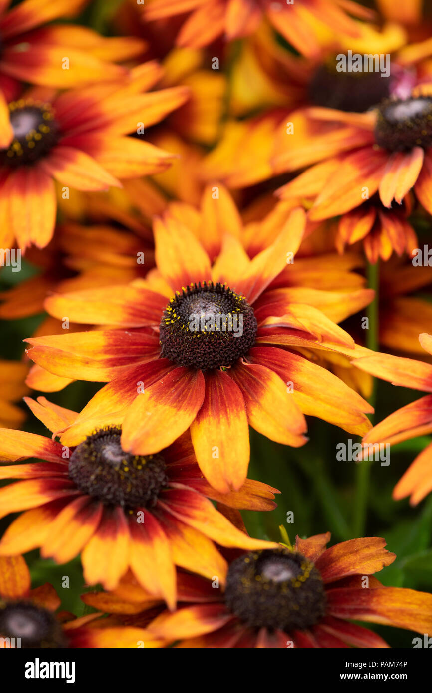 Rudbeckia ist ummerina Orange' Blumen. Coneflower Stockfoto