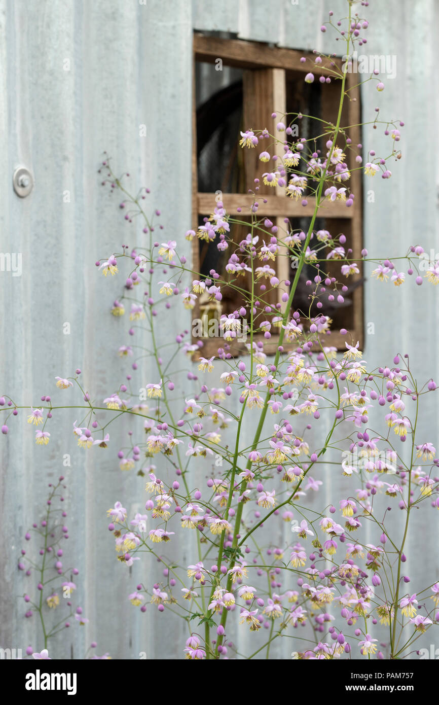 Thalictrum dunkelrot. Chinesische Wiese rue Blumen gegen eine alte Dose Blumenerde eine Blume zeigen, vergossen. Großbritannien Stockfoto