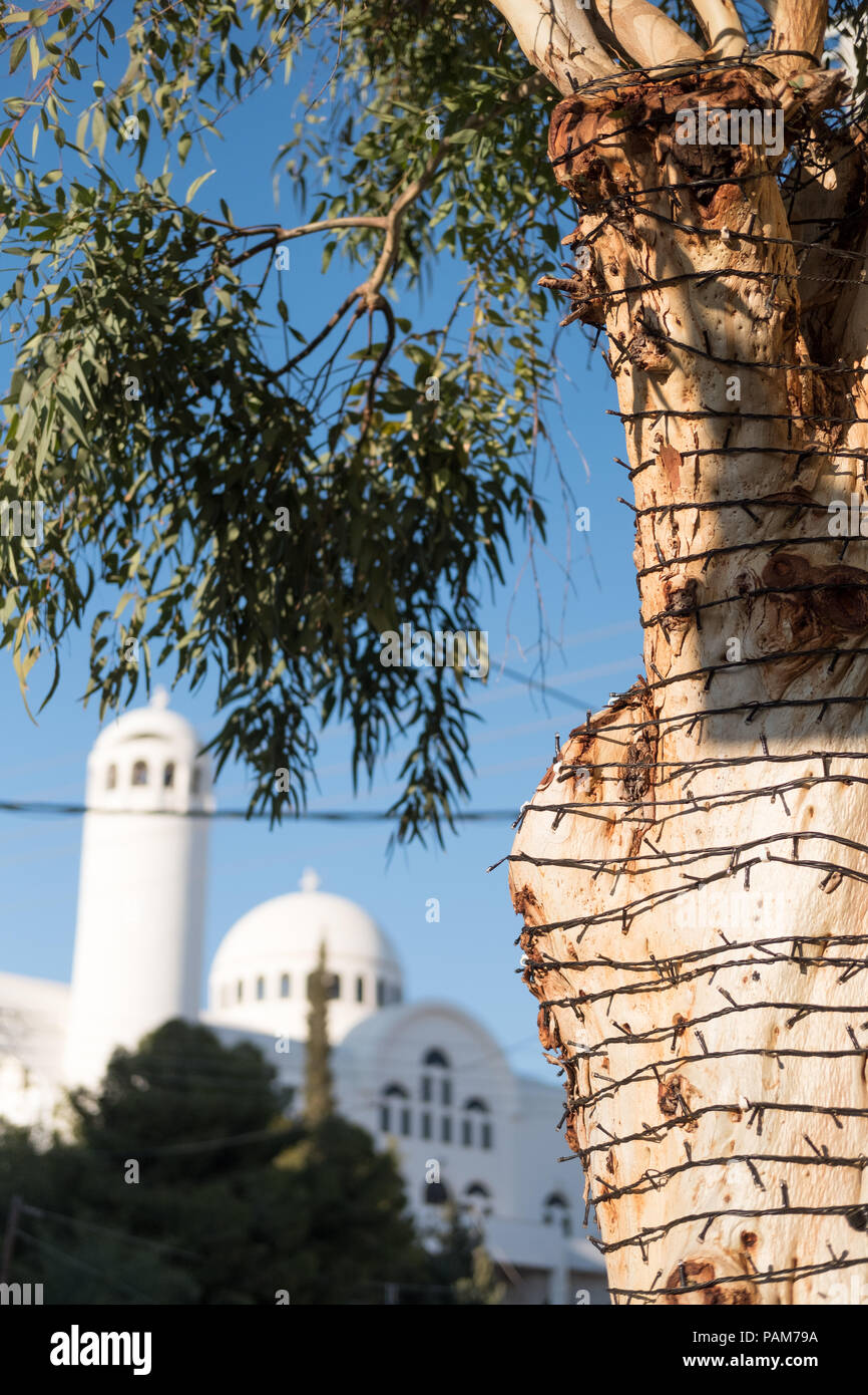 Olive Tree aufgewickelt mit kleinen elektrischen Lichter für einen Abend vor einer orthodoxen Kirche und blauer Himmel. Glyfada, Ost Attika, Griechenland. Stockfoto