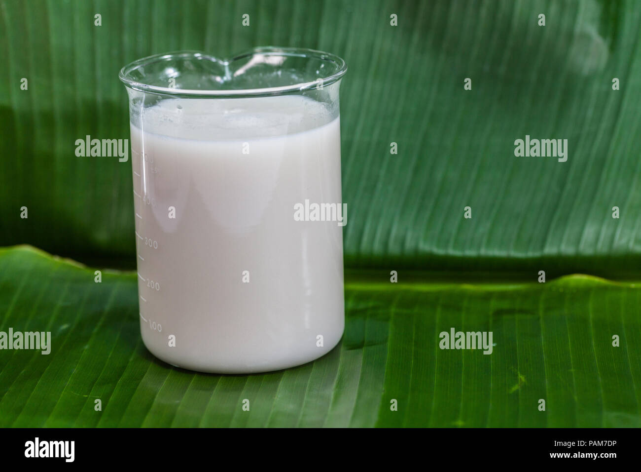 Die Kokosnuss, kratzen die Wasser zu mischen und dann gepresstem Kokosnuss Milch essen zu machen. Stockfoto