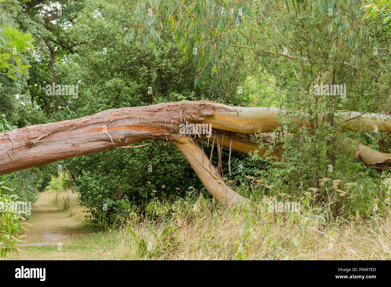 Einen alten Baum Amtsleitung, beugte sich über einen Weg durch den Wald, England, Vereinigtes Königreich Stockfoto