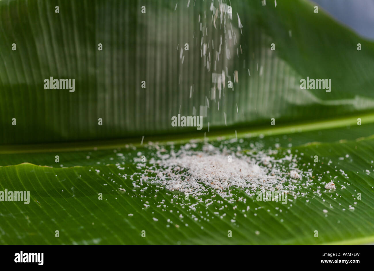 Die Kokosnuss, kratzen die Wasser zu mischen und dann gepresstem Kokosnuss Milch essen zu machen. Stockfoto