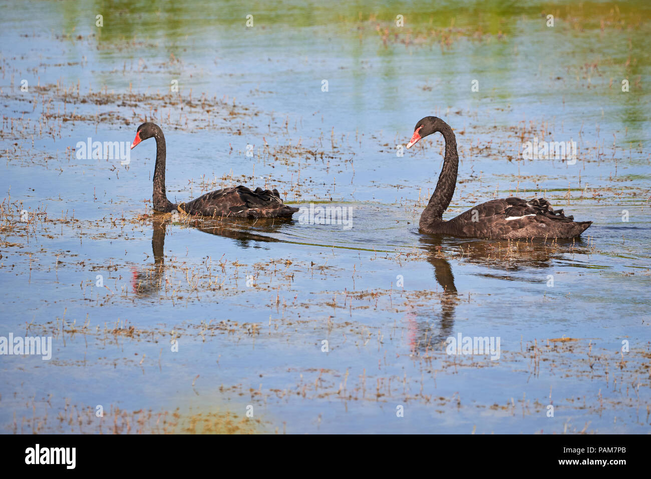 Zwei schwarze Schwäne (Cygnus atratus) in Wasser Stockfoto