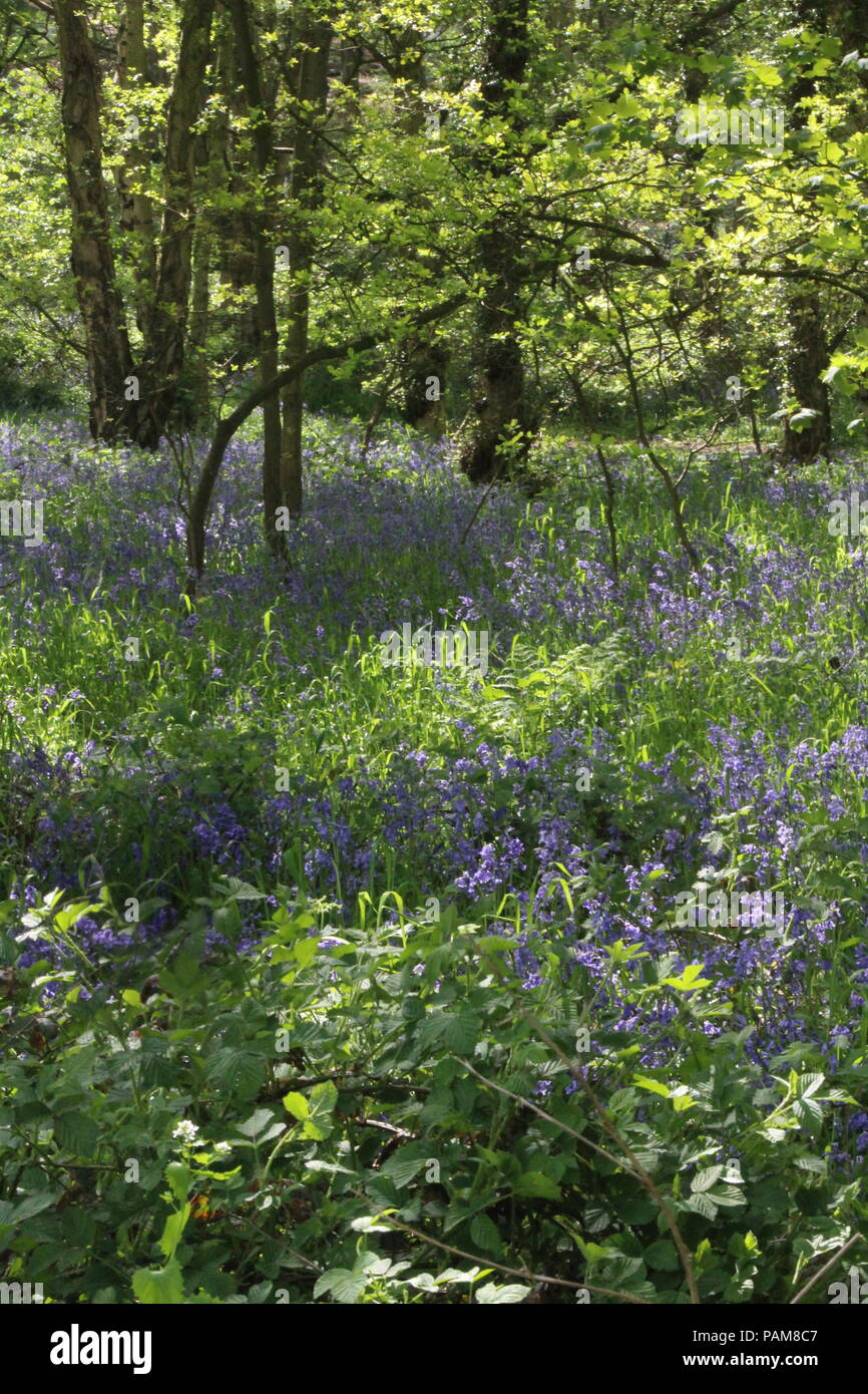 Bluebells in Holz an Brayton Barff, in der Nähe von Selby North Yorkshire UK Großbritannien Stockfoto