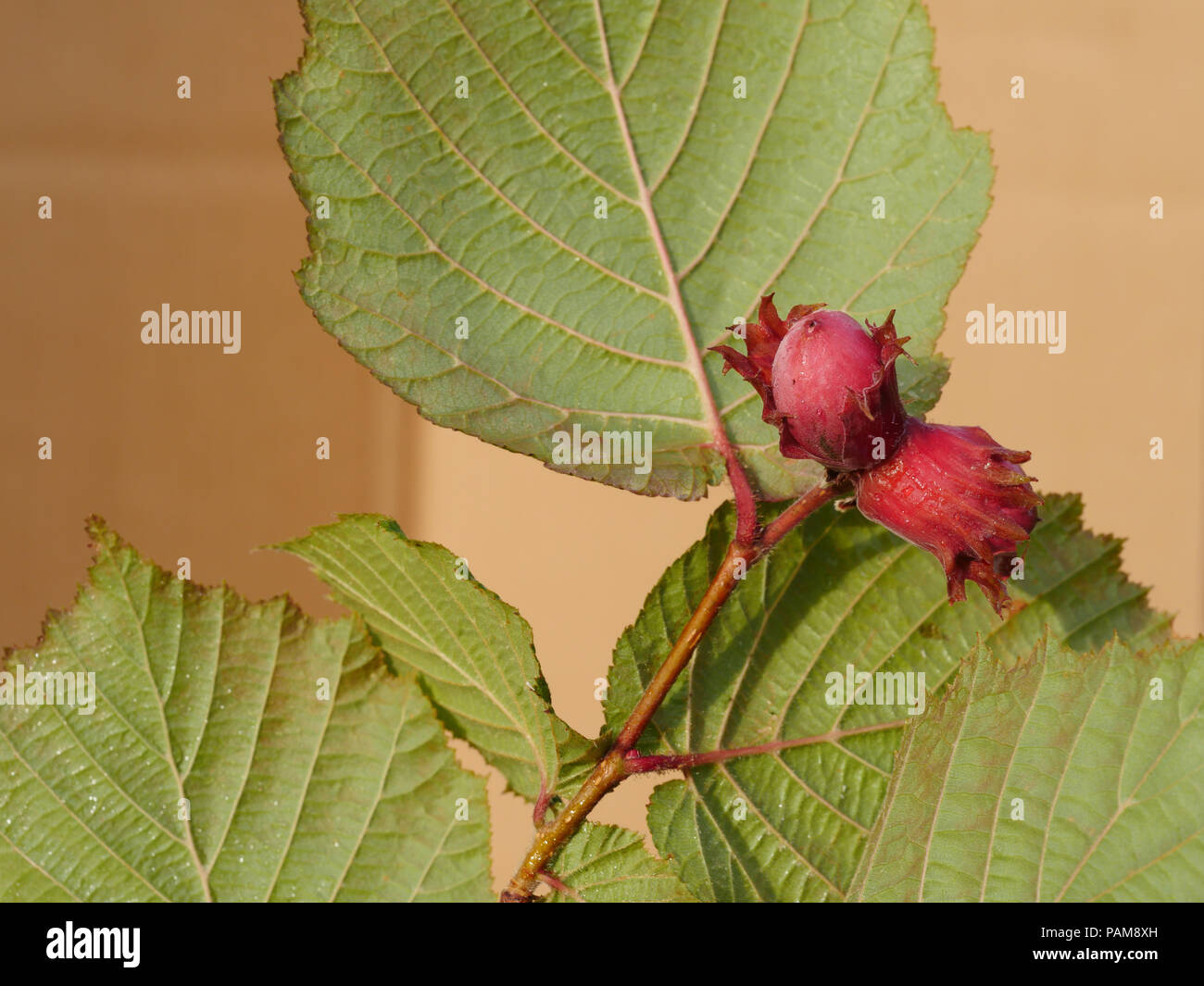 Red Haselnüsse und Blätter auf Zweig Stockfoto