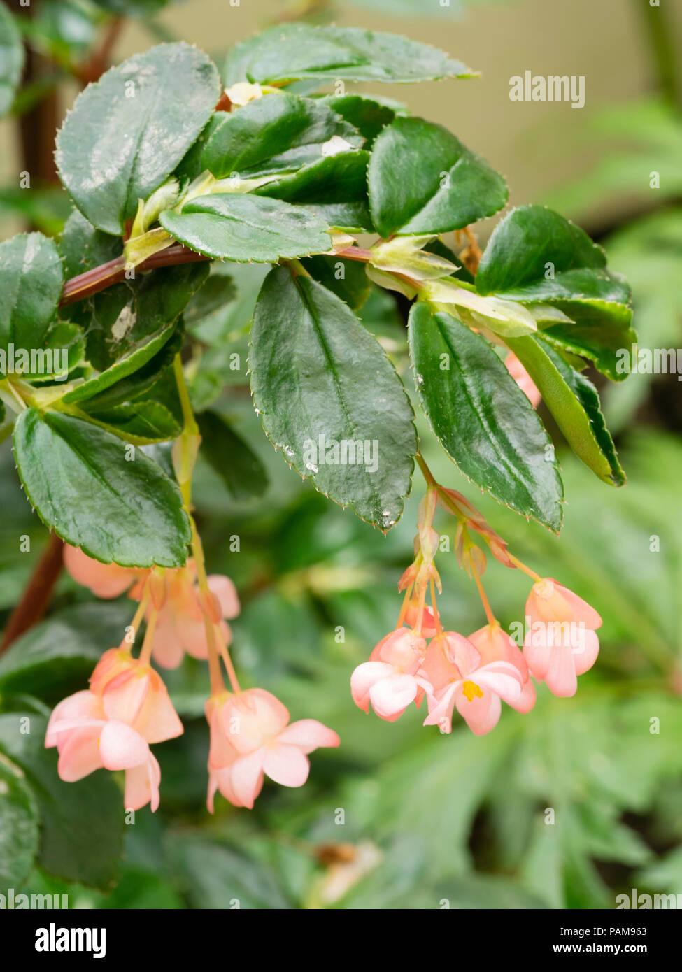 Rosa blühenden Form der Ausschreibung strauchigen Evergreen, Begonia fuchsiodes, einen guten Sommer Terrasse Anlage Stockfoto