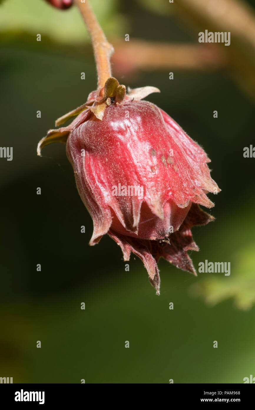 Dekorative, essbare cobnut des roten Haselnuss, Corylus maxima 'Red Filbert' Stockfoto