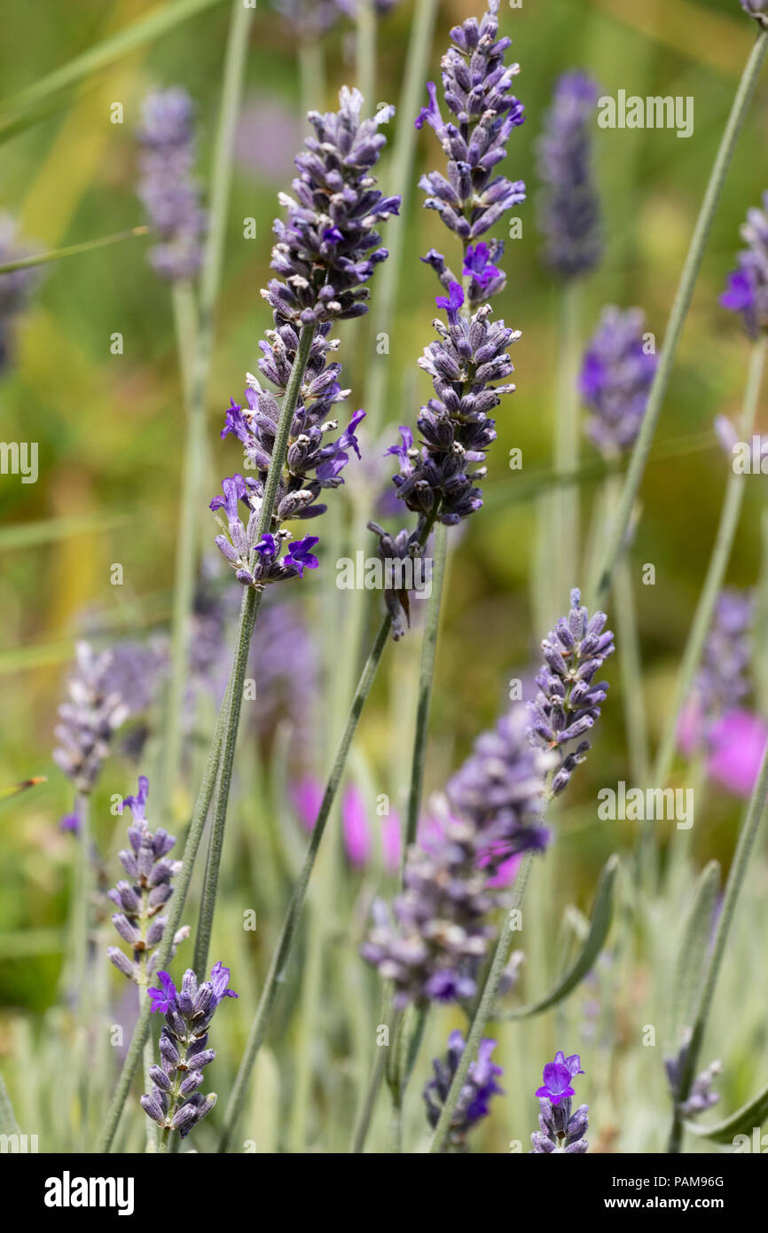Mittsommer Blütenstände des duftenden wolliger Lavendel Lavandula lanata Stockfoto